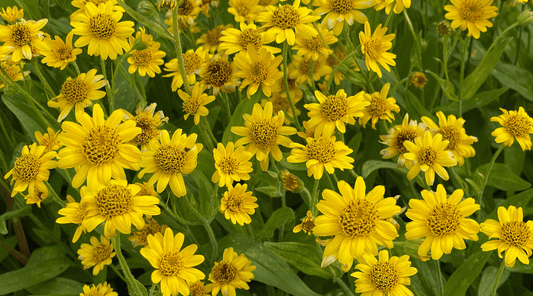 Arnica vs. Other Herbal Remedies: Why This Natural Remedy Stands Out - Tree Of Asteria