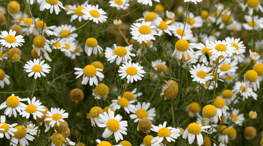 Chamomile for Skincare: Benefits, Uses, and Why Your Skin Loves It - Tree Of Asteria