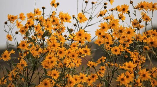 How to Soothe Bruises and Swelling with Natureβs Best Ingredients - Tree Of Asteria