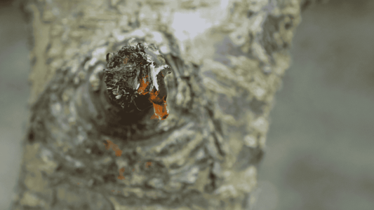 The Benefits of Pine Gum Resin: Natureβs Healing Sap for Skin & Muscles - Tree Of Asteria