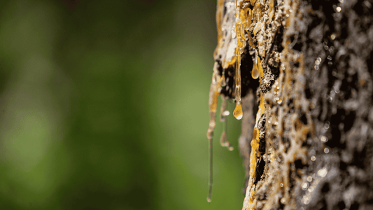 The Power of Tree Resins: Natural Healing for Skin and Body - Tree Of Asteria