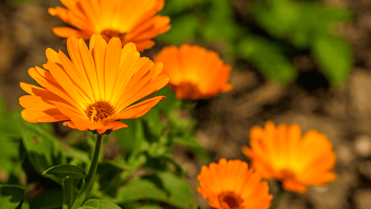 The Ultimate Guide to Using Calendula For Your Skin - Tree Of Asteria