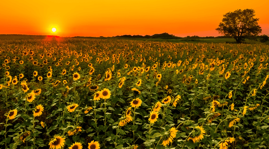 Vitamin E from Sunflowers: A Complete Guide to Skin, Hair, and Antioxidant Benefits - Tree Of Asteria