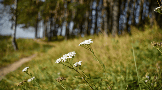 Yarrow: Natureβs Healing Herb For Skin, Inflammation, And Wound Recovery - Tree Of Asteria