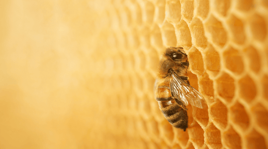 Yellow Beeswax for Skin: Healing Properties, Recipes & Tips (Ultimate Guide) - Tree Of Asteria