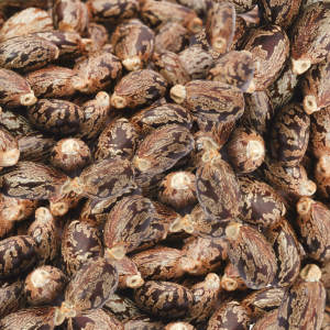 Castor fruit
