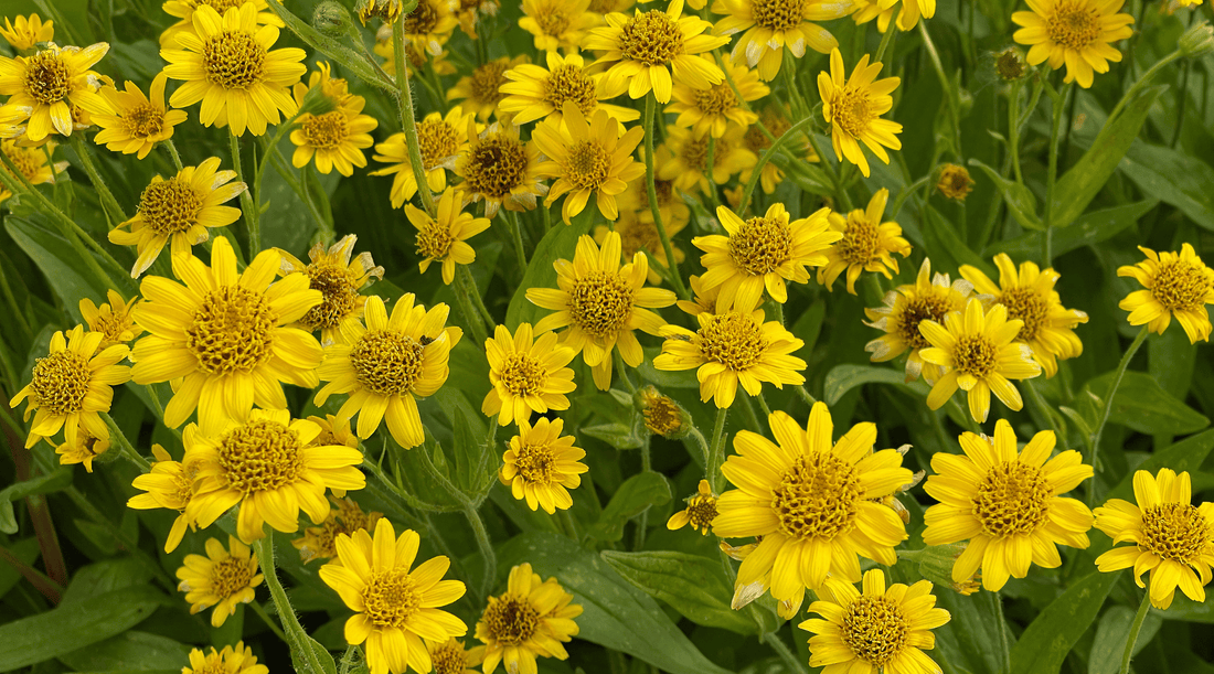 Arnica vs. Other Herbal Remedies: Why This Natural Remedy Stands Out - Tree Of Asteria