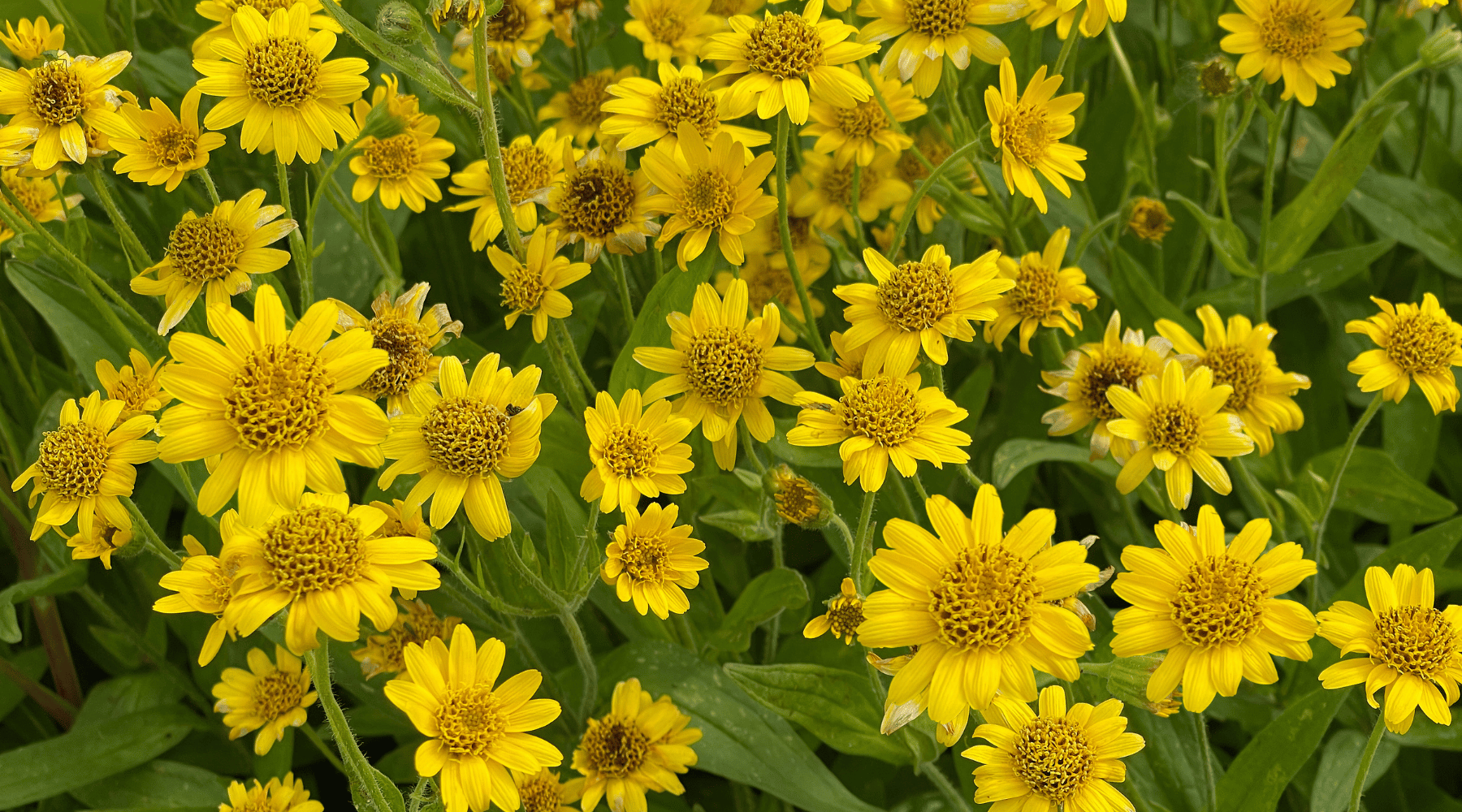 Arnica vs. Other Herbal Remedies: Why This Natural Remedy Stands Out
