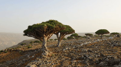 Dragon’s Blood Benefits for Wound Healing: What Science Says - Tree Of Asteria