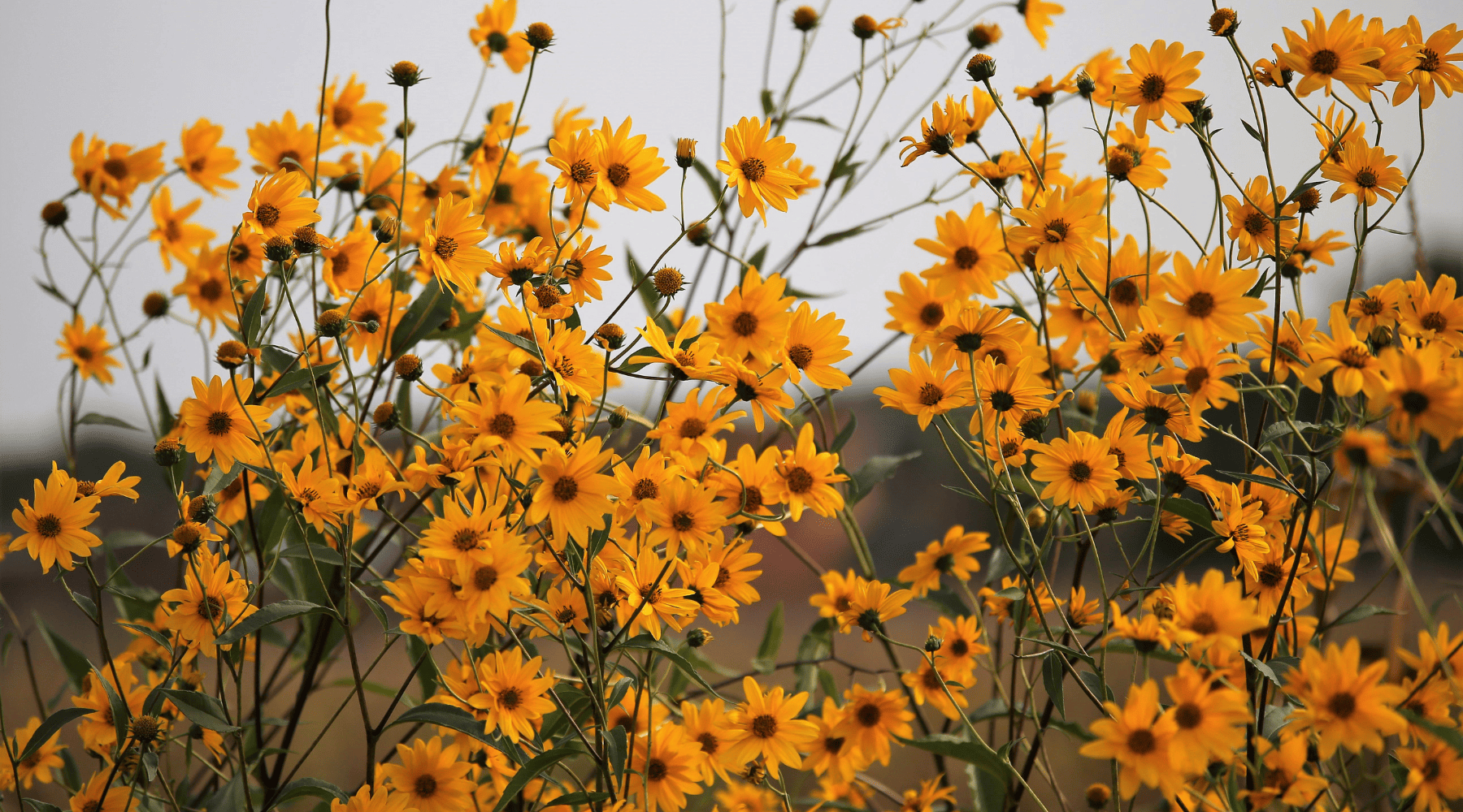 How to Soothe Bruises and Swelling with Nature’s Best Ingredients