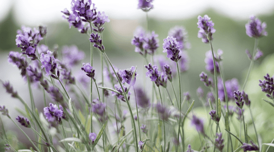 How to Support Your Body’s Healing Process with Natural Ingredients - Tree Of Asteria