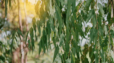 Is DEET Safe? What You Need to Know Before Your Next Bug Spray Purchase - Tree Of Asteria