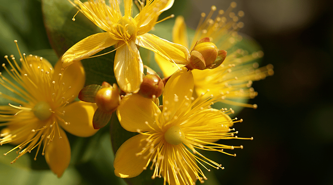 St. John’s Wort for Sensitive Skin: Natural Relief & Wound Healing. - Tree Of Asteria