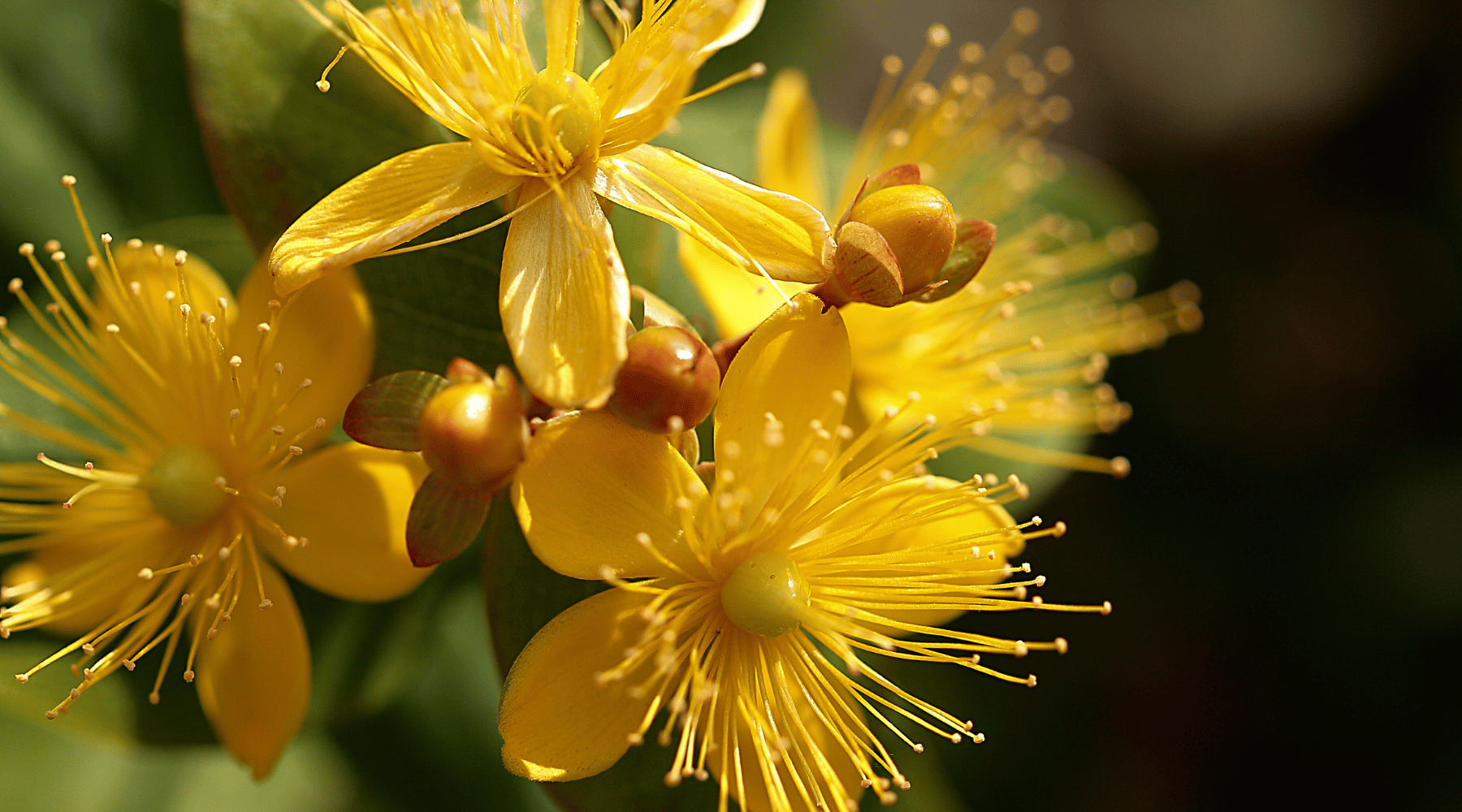 St. John’s Wort for Sensitive Skin: Natural Relief & Wound Healing.