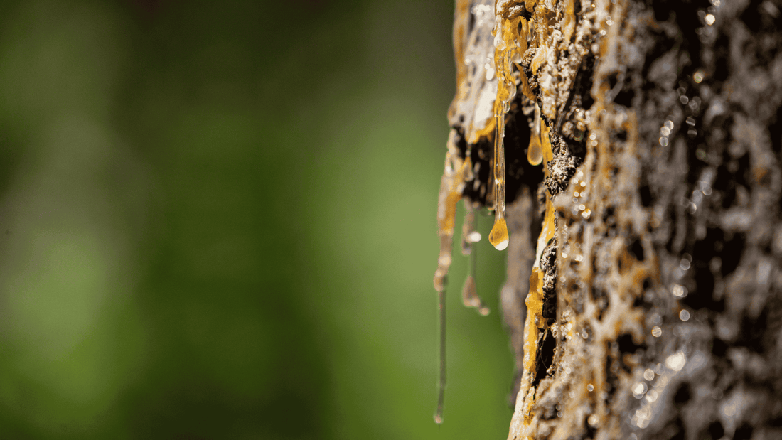 The Power of Tree Resins: Natural Healing for Skin and Body - Tree Of Asteria